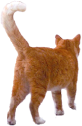 マルタのネコ